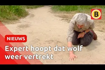 Video | Is de wolf in Brabant een blijvertje?
