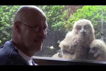 Video | Man 'woont' samen met oehoe-jongen in Limburg