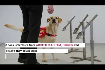 Video | Honden kunnen coronavirus opsporen