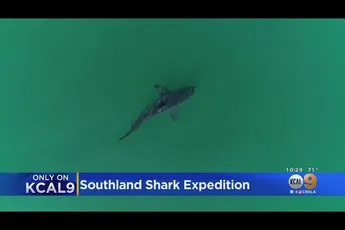 Video | Meer haaien dan ooit voor kust van Californië