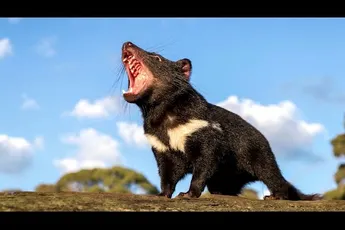 Video | Acteur Hemsworth laat Tasmaanse duivels los