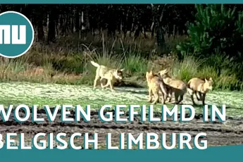 Video | Wolvenwelpjes spelen met elkaar in Belgisch Limburg