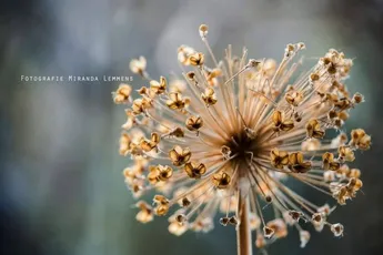 Gelezen | Je lichaam slaat op wat je hoofd (nog) niet aankan