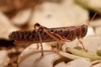 Update | Sprinkhanenplaag baart nog steeds grote zorgen