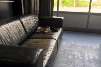 Vier tips om je hond een gezond leven te geven