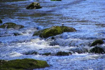 Wetenschappers: Vogels eten dagelijks honderden micro-plastics