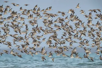 Veel kustvogels in trektocht naar Australië afgeschoten