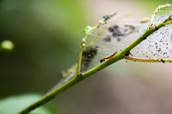 Update  | Rupsexpert: 'Erg gevaarlijk voor honden'