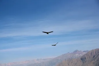 Andescondor vliegt 160 km zonder gebruik van vleugels