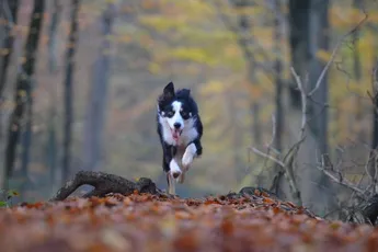 'Honden gebruiken magnetische velden als een kompas'