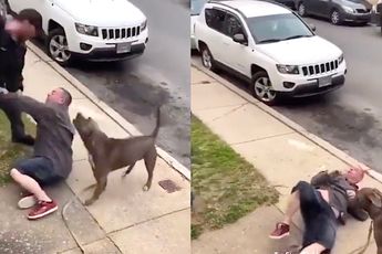 Man slaat agressieve pitbull en eigenaar op de muil