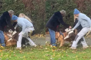 Pitbull valt golden retriever aan, eigenaar heeft honden totaal niet onder controle