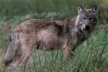 Rechter: 'Met dit wapen mogen wolven op de Veluwe beschoten worden'
