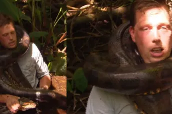 /show-tel/freek-vonk-is-volledig-van-de-pot-gerukt-en-laat-zich-wurgen-door-anaconda