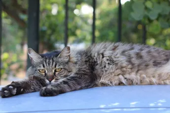Nederlander slaat kat dood met breekijzer en moet gigantische boete betalen