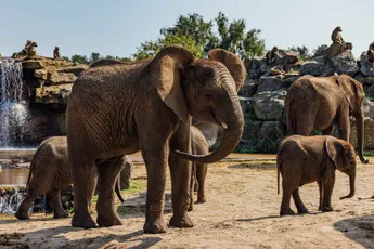 Tientallen dieren dood in Nederlandse dierentuin om mysterieuze reden