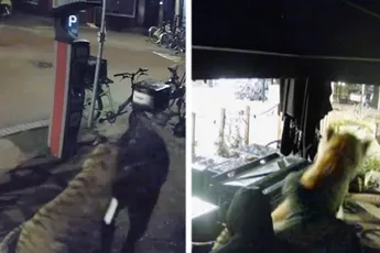 /opmerkelijk/bizar-fatbike-tuig-steelt-tijger-uit-dierenwinkel-in-nijmegen