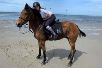 Paard vermist in De Panne: "Na uren zoeken is er nog steeds geen spoor"