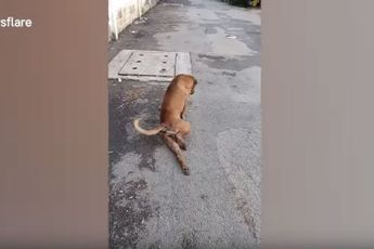 Arme straathond loopt dagelijks met gebroken poot over straat, maar dan gebeurt dit