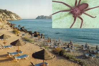 Toerist op Ibiza verliest twee vingers na spinnenbeet