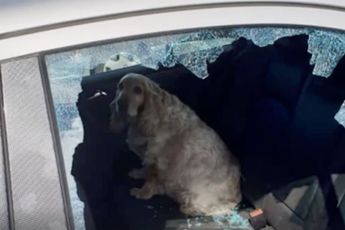 Omstaanders slaan ruit in om hond uit snikhete auto te bevrijden, eigenaar van wagen is er niet over te spreken
