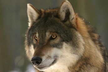 Moordende wolf verlaat Nederland en zit nu in België