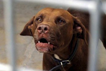 Federaal voedselagentschap waarschuwt voor hondsdolheid: "Al zoveel uitbraken dit jaar"