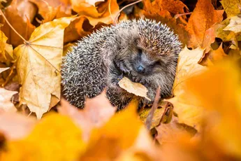 Zo help je egels veilig de winter door in je tuin