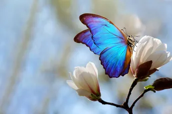 10 simpele manieren om je tuin aantrekkelijk te maken voor vogels en vlinders