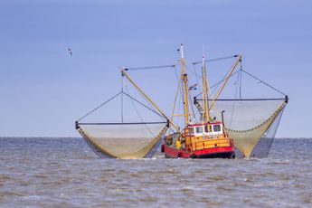 De EU zet de aanval in op Nederlandse garnalenvissers : 'We jagen ze de bijstand in'