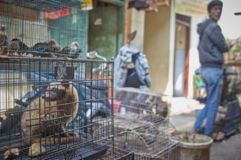 BE AFRAID, BE VERY AFRAID: 'Alarm om pandemie gevaar exotische wildmarkten!'