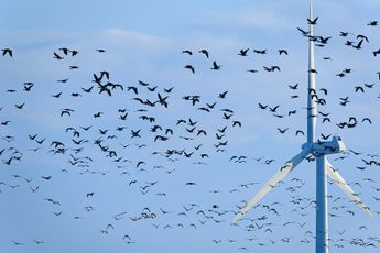 Ze geven het ein-de-lijk toe: windmolens verantwoordelijk voor een GENOCIDE op vogels