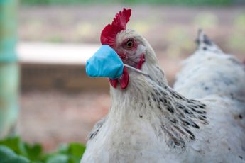 D66 en RTL Nieuws luiden de noodklok: 'Nu al vaccineren tegen extreem gevaarlijke vogelgriep!'
