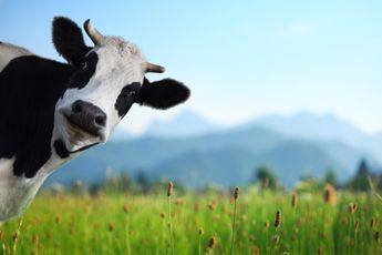 D66-rechter verklaart boeren de oorlog: 'Mogelijk vergunning nodig voor koeien in de wei'