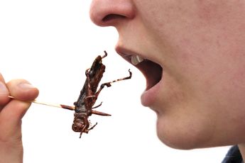 Pepijn van Houwelingen: 'Randstad zoekt iemand voor een insectenfabriek vanwege duurzaam eten'