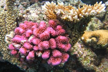 Klimaatverandering? Great Barrier Reef recordgroei in 36 jaar