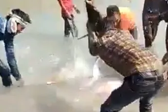 Bewoners Indiaase platteland slaan dolfijn dood