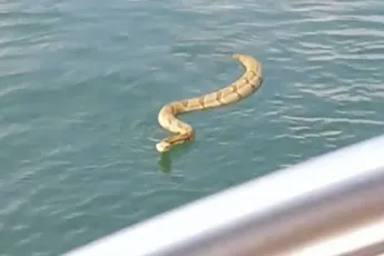 Ratelslang wipt even op boot in North Carolina