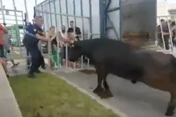 Stier ontziet wetshandhaver niet tijdens evenement in Le Grau-du-Roi