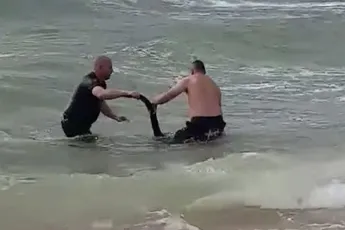 Politie het water in om kangoeroe te redden