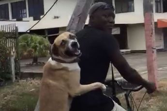 Surinamer heeft unieke manier van hond uitlaten