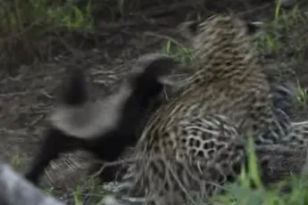 Honingdas gaat in de aanval tegen jachtluipaard om baby te redden