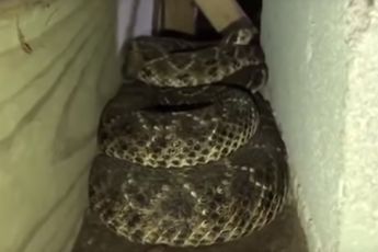 Gast heeft hele verzameling aan ratelslangen onder zijn huis