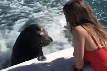 Het leven van de Mexicaanse zeeleeuw kan slechter