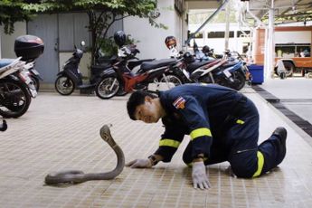 De slangenvangers van Bangkok