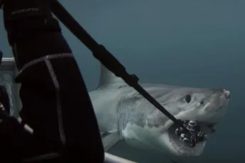 Great White Shark hapt de 360 graden camera van Andy kapot