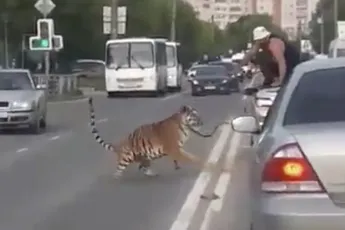 Als je tijger uit je cabrio springt in Ivanovo