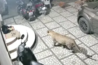 Jachtluipaard had wel trek in een hond