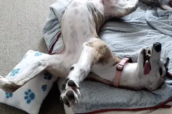 Natuurlijk neem je als volwassene het snoep voor de kinderen mee