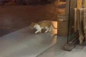 Reïncatnatie Michael Jackson gevonden hoor